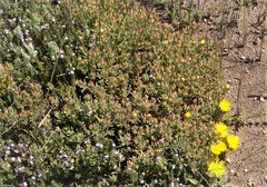Lampranthus fergusoniae