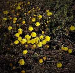 Lampranthus fergusoniae