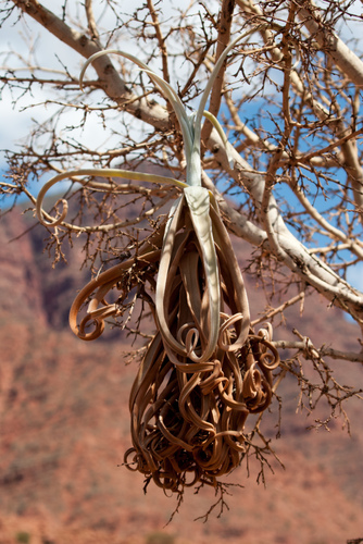 Tillandsia duratii
