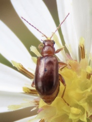 Luperaltica nigripalpis