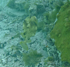 Lactophrys bicaudalis
