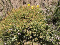Lampranthus fergusoniae