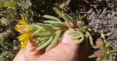 Lampranthus fergusoniae