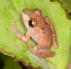 Pristimantis kichwarum