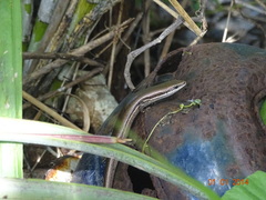 Marisora lineola