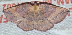 Apodrepanulatrix liberaria