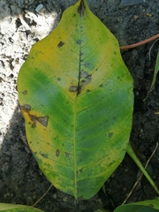 Ophiognomonia leptostyla