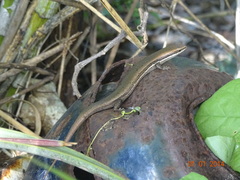 Marisora lineola