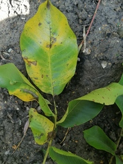 Ophiognomonia leptostyla