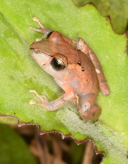 Pristimantis kichwarum