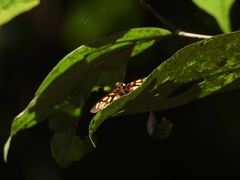 Odina hieroglyphica ortina