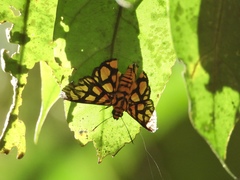 Odina hieroglyphica ortina