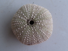 Strongylocentrotus purpuratus