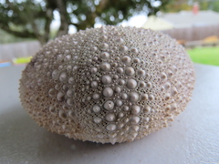 Strongylocentrotus purpuratus