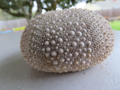 Strongylocentrotus purpuratus