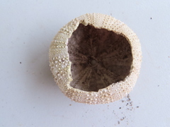 Strongylocentrotus purpuratus