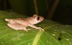 Pristimantis kichwarum