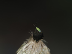 Malacocoris chlorizans