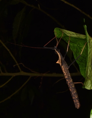Pseudophasma bispinosum
