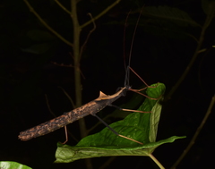 Pseudophasma bispinosum