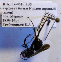 Anoplius caviventris