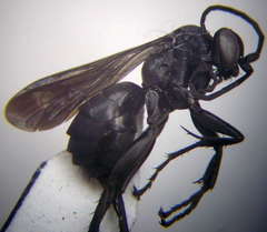 Anoplius caviventris