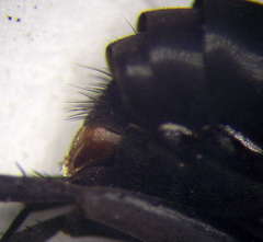 Anoplius caviventris