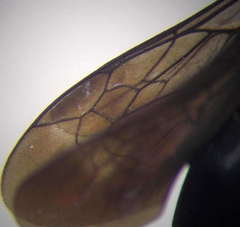 Anoplius caviventris