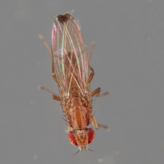 Scaptomyza adusta