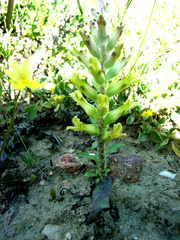 Lachenalia orchioides