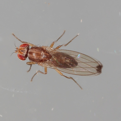 Scaptomyza adusta