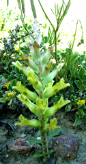 Lachenalia orchioides