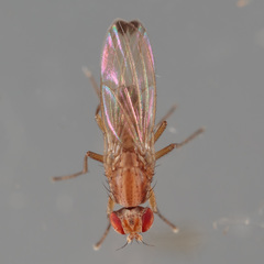 Scaptomyza adusta