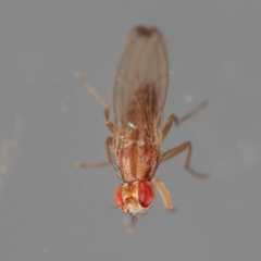 Scaptomyza adusta