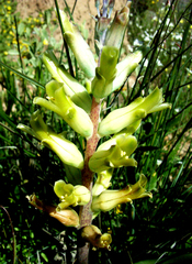 Lachenalia orchioides