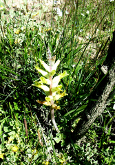 Lachenalia orchioides