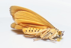 Sommeria aganais