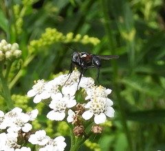 Cylindromyia interrupta