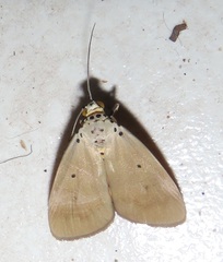 Sommeria aganais