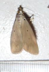 Sommeria aganais