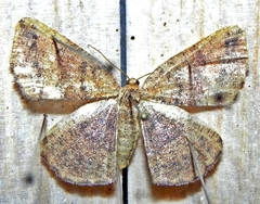 Apodrepanulatrix liberaria