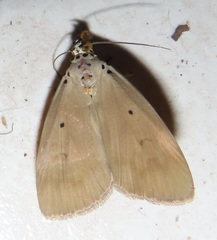 Sommeria aganais