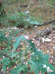 Cicerbita prenanthoides