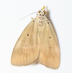 Sommeria aganais