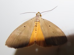 Sommeria aganais