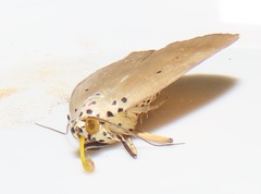 Sommeria aganais