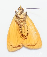 Sommeria aganais