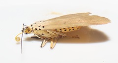 Sommeria aganais