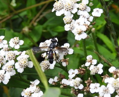 Cylindromyia interrupta