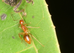 Dolichoderus baenae